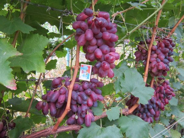 vynuogių dydžio rizamatas