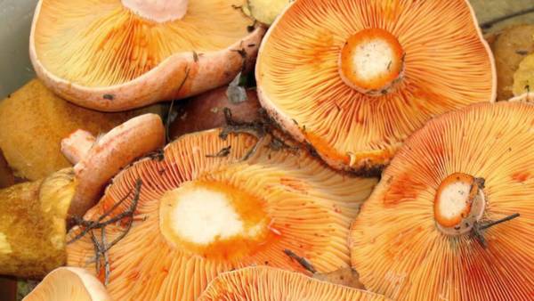 Riga mushrooms