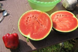 Beschrijving van de watermeloenvariëteit Suikerbaby en groeit in het open veld