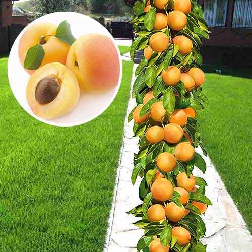 säulenförmige Aprikose
