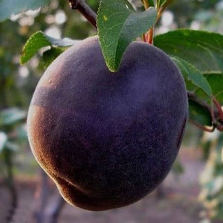 apricot black velvet