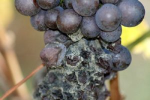 Come e quando trattare l'uva dal marciume grigio, come affrontare droghe e rimedi popolari