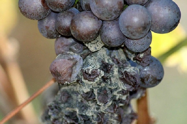 process grapes