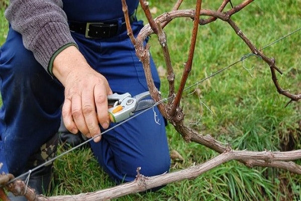 pruning vines