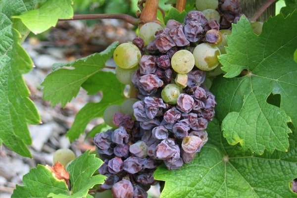 pucker szőlő