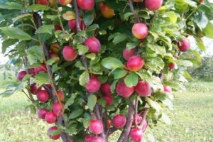 Beschrijving van de hybride met de smaak van pruimen en abrikozen sharafuga, kenmerken en kenmerken