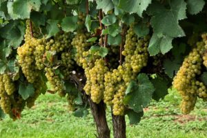 Descripción y características de la variedad de uva Chardonnay, resistencia al invierno y requisitos para el cultivo.