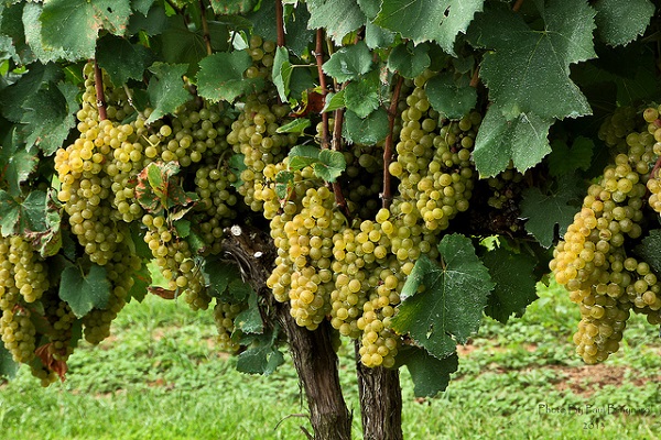 chardonnay druiven