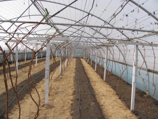 greenhouse para sa mga ubas