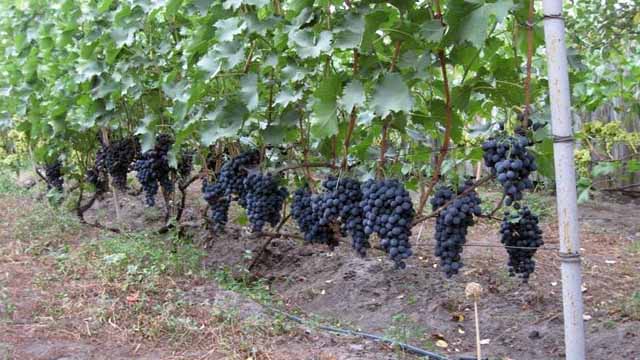 grotelės vynuogėms