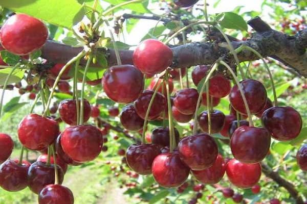 Sevastyanovskaya bær