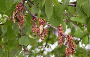 Hvorfor kirsebærfrugter bliver røde og tørre på træet, og hvad der skal gøres