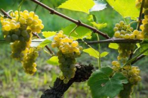 Kā audzēt vīnogas Ļeņingradas apgabalā siltumnīcā un atklātā laukā, stādot un kopjot