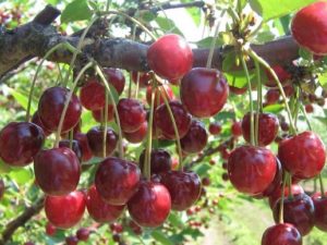 Beskrivelse af variationen af ​​kirsebær Griot Moskovsky og karakteristika ved udbytte, plantning og pleje