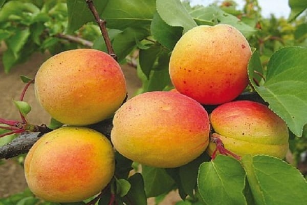 abrikozen voor de teelt