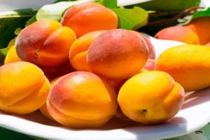 Beschreibung der besten Aprikosensorten für den Anbau in der Region Leningrad, das Pflanzen und die Pflege