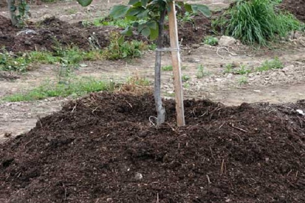 planted tree