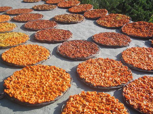 drying apricot in plates