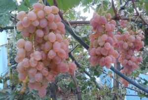 Karakteristike sorte vinove loze Taifi, značajke uzgoja i opis prinosa