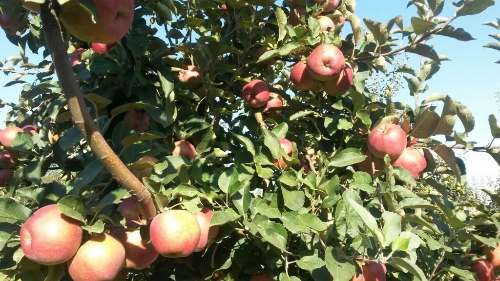ябълка Kubanskoe_bagryanoe