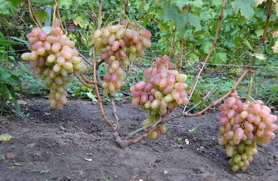 transformacja winogron