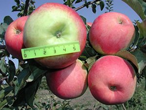 Characteristics of the Prima apple variety, description of subspecies, cultivation and yield