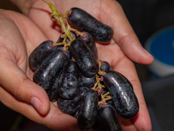 winogrona świetnie leżą w dłoniach