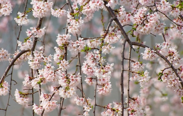 kirsikkaherkkyys