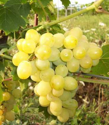 laura szőlő