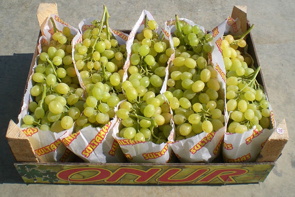 szőlő táskákban