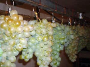 Sådan opbevares druer korrekt hjemme om vinteren i køleskabet og kælderen