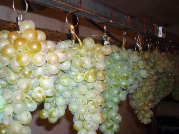 almacenamiento de uvas