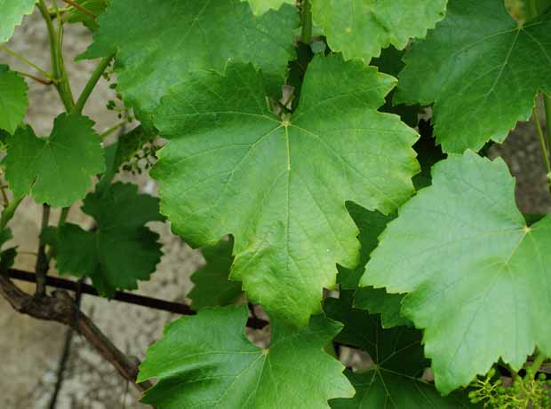liście winogron