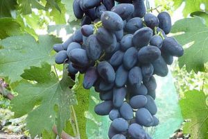 Vīnogu šķirnes Akademik (Dzheneyev atmiņa) apraksts un īpašības, audzēšanas īpatnības un vēsture