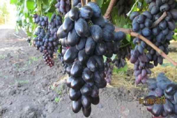 grožđa Akademska
