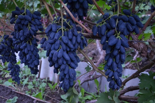 uvas azules