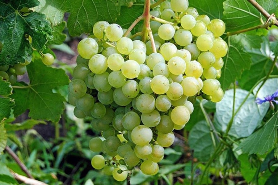 Aleshenkin szőlő