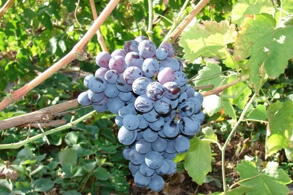 Alpha druiven