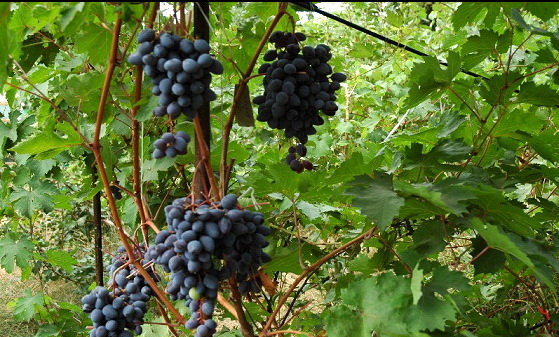 Amur grožđe