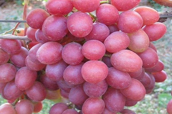 fructe de padure roz