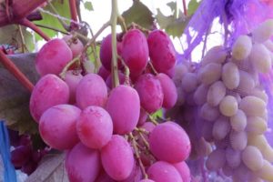 Opis i właściwości odmiany winorośli Anyuta, sadzenie i pielęgnacja