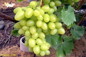 Description of the Arcadia grape variety and yield characteristics, planting and care