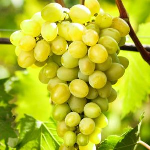 Description and characteristics of the grape variety Augustine, planting and care, growing regions