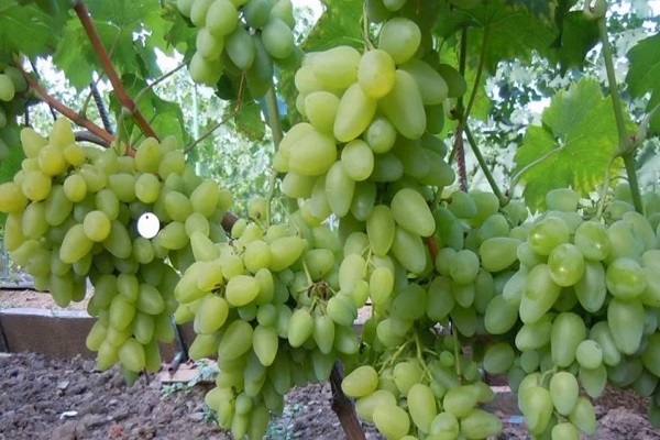 bazhena grapes