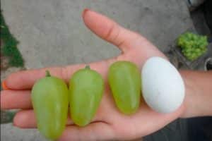 Opis sorte grožđa Bazhena, karakteristike i povijest odabira, uzgoja