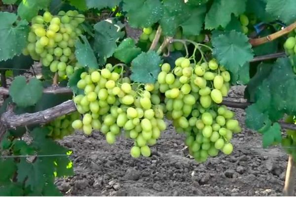 Galahad grapes