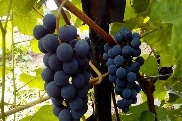 barojot vīnogulājus