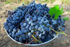 Description of the Isabella grape variety and the timing of its ripening, features of planting and care, cultivation and pruning
