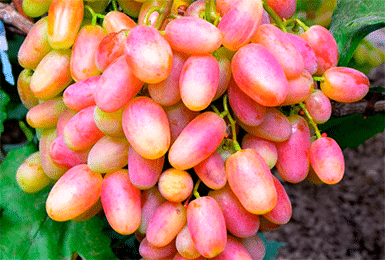 Julian grapes