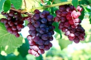 Description and characteristics of sustainable Cardinal grapes and cultivation